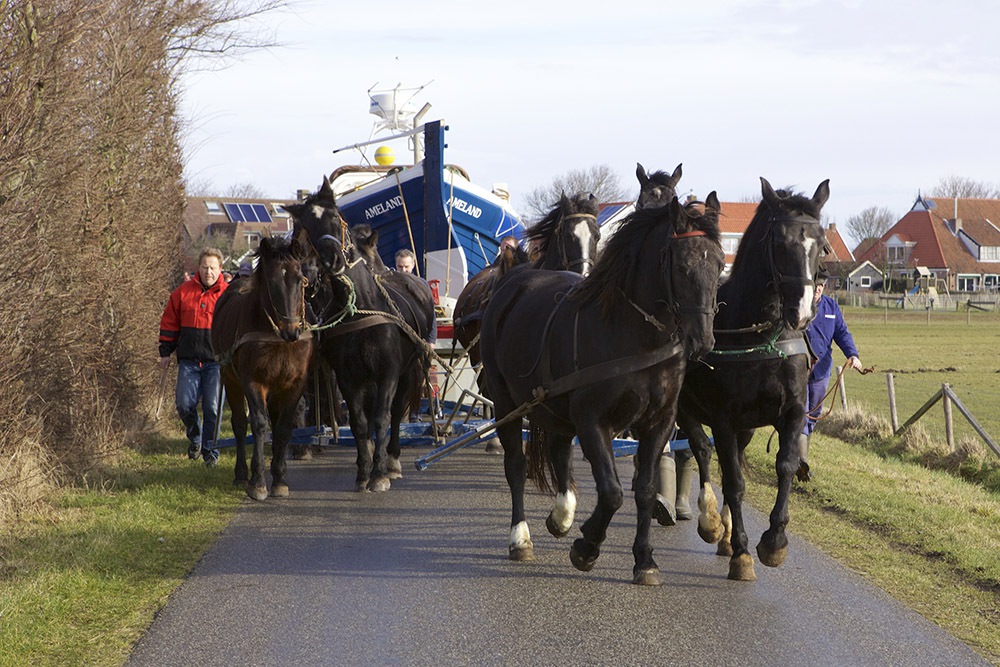 Ameland ORG