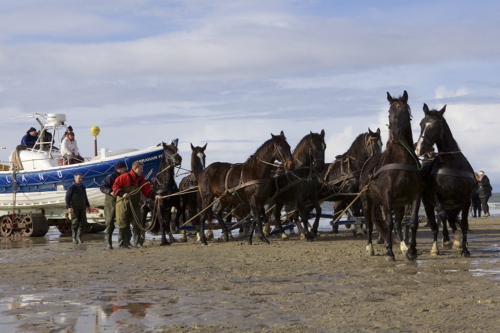 Ameland ORG