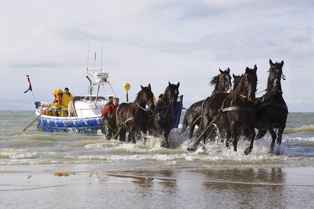 Ameland ORG