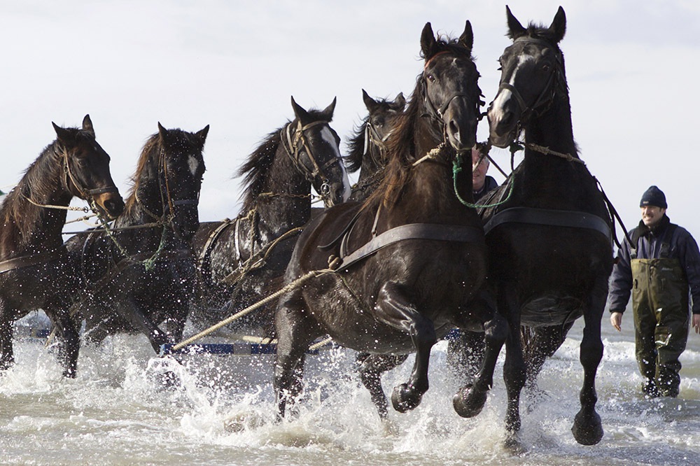 Ameland ORG